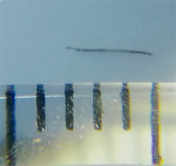 20181116_123116 3mm hair cropped auto smart tone low 72 res JPEG