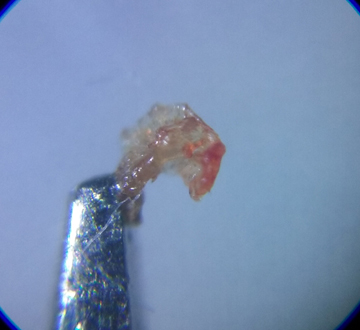 20181217_142707 crop low 72 res JPEG