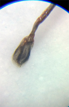 20181221_205341 crop auto levels low 72 resJPEG