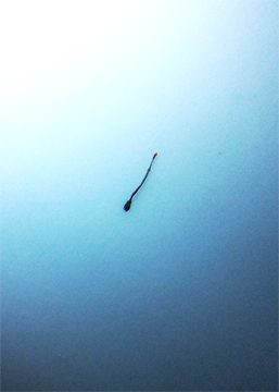 20181221_205607 rotate crop low 72 res JPEG